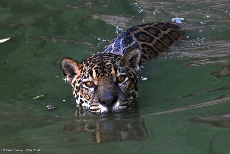 Ecología | En Corrientes se encuentra la tercera población libres de yaguareté 3 yaguaretees - 2