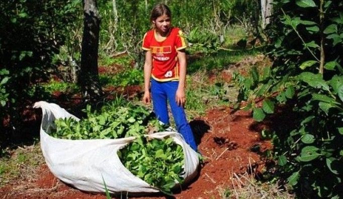 Misiones | Empresas trabajan para evitar el trabajo infantil en la temporada de tarefa 5 yerbales - 4
