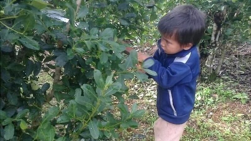 Misiones | Empresas trabajan para evitar el trabajo infantil en la temporada de tarefa yerbaless 1 - 7