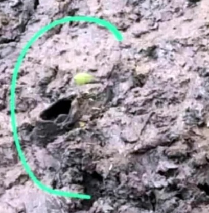 Corrientes | Desaparición enigmática de un niño de 5 años, lo buscan policías, bomberos y todo el pueblo 6 zapatillas - 5