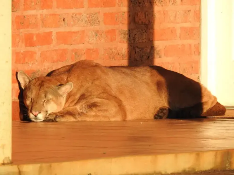 Colonia Liebig | El día comenzó con un enorme puma durmiendo en la puerta del Centro Cívico 5 1376234w850h638c.jpg 1 - 4