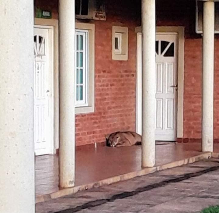 Colonia Liebig | El día comenzó con un enorme puma durmiendo en la puerta del Centro Cívico 3 WhatsApp Image 2024 07 30 at 11.35.29 1 - 2