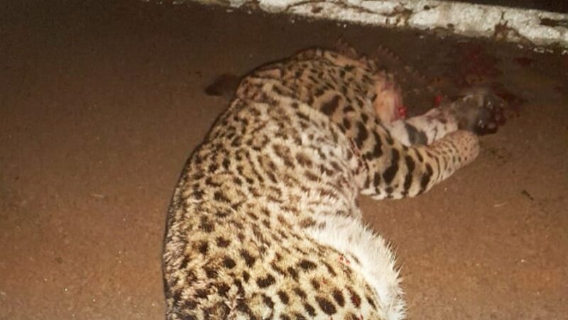 Parque Puerto Península | Un ocelote murió tras ser atropellado en la ruta 12 WhatsApp Image 2024 07 10 at 11.54.58 - 2