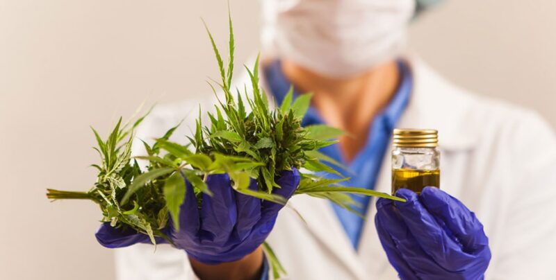 cannabis - 3
