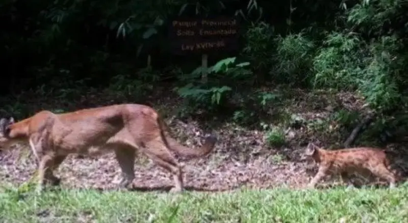 En el Parque Provincial Salto Encantado filman a una puma con su cachorro md 2 7 - 1