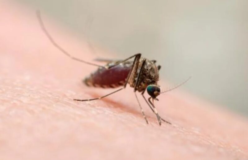 Brasil | Confirman las primeras muertes por fiebre de Oropouche, otra enfermedad transmitida por mosquitos oropouche 1 - 3