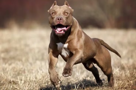 Corrientes | Condenaron a 8 años de cárcel al dueño de un pitbull que mató a una nena 3 perro - 2