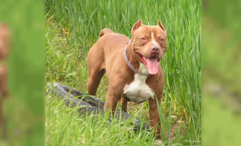 Corrientes | Condenaron a 8 años de cárcel al dueño de un pitbull que mató a una nena pitbull - 4