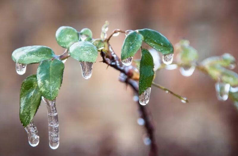 Frio intenso | Amanecer con heladas en toda la provincia, algunos cuidados para las plantas del hogar plantas - 6
