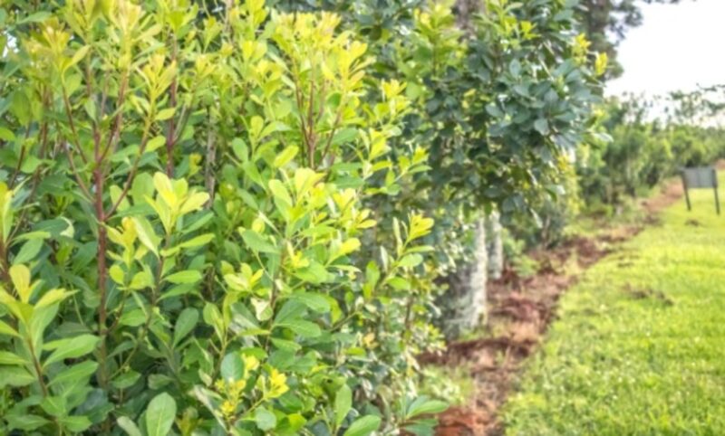 yerba 1 2 - 1