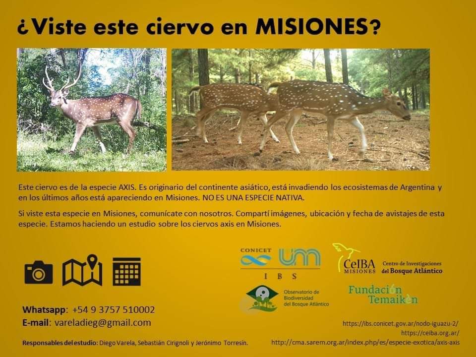 Relevamiento estableció que hay población de ciervos axis en 22 municipios de Misiones 3 070181b3 e5f4 4351 b9c4 668947ca040d - 2