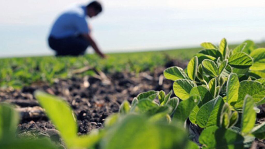 Día del agrónomo | “En Misiones, la educación agronómica se tuvo que adaptar a las necesidades locales” agrónomo