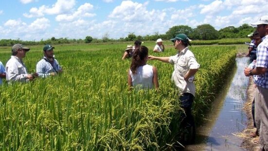 Corrientes | Productores arroceros esperan mejoras financieras para el sector arroceros - 2