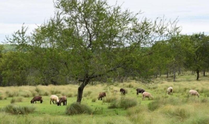 campo ovejas misiones SROCEPM - 3