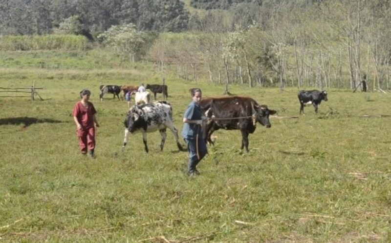 Producción | “Es preocupante la situación climática y eso afecta a las chacras misioneras”, sostienen desde la CAUL caul 1 - 3