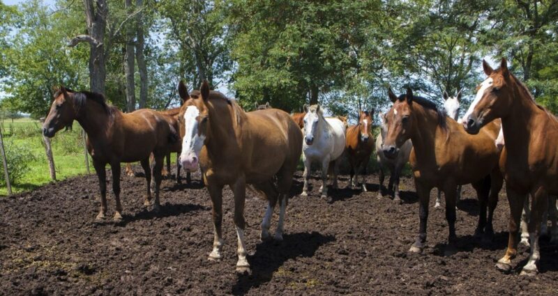 Encefalomielitis equina | El SENASA difunde pautas sanitarias para la prevención de la enfermedad encefalomielitis 1 - 4