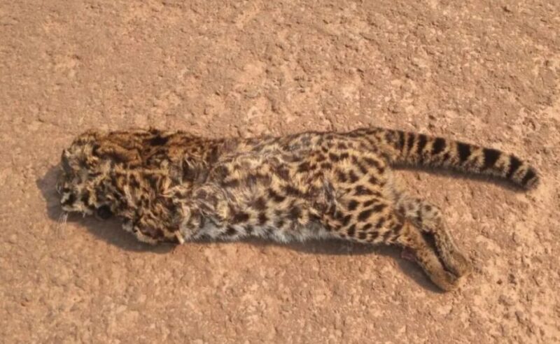 gato - 7