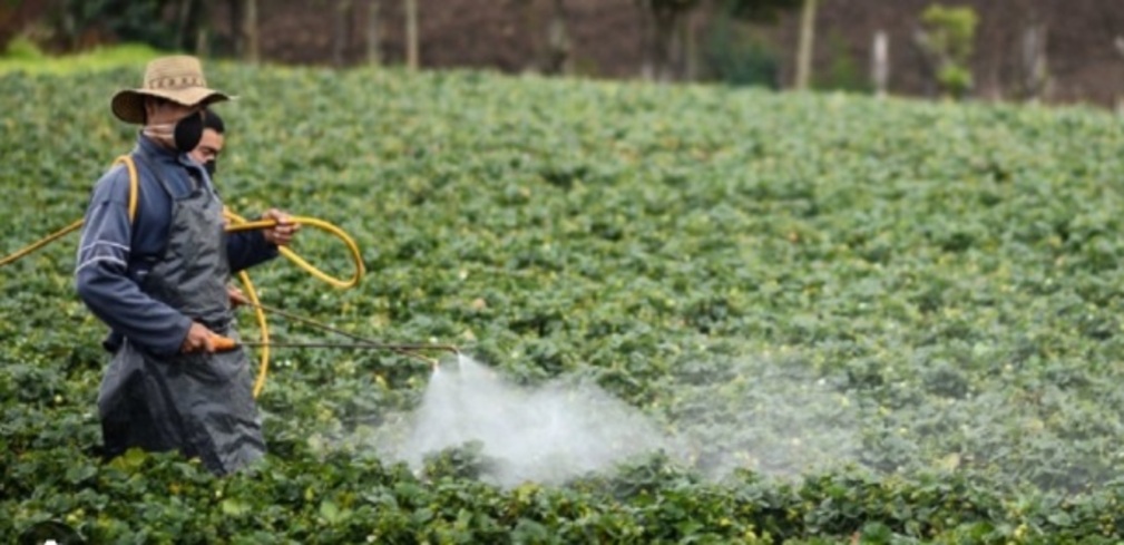 "La aplicación de glifosato u otros agrotóxicos usados en ese campo, termina concentrándose en los tejidos, 
en los huesos de los animales y después va pasando a través de la cadena trófica".
