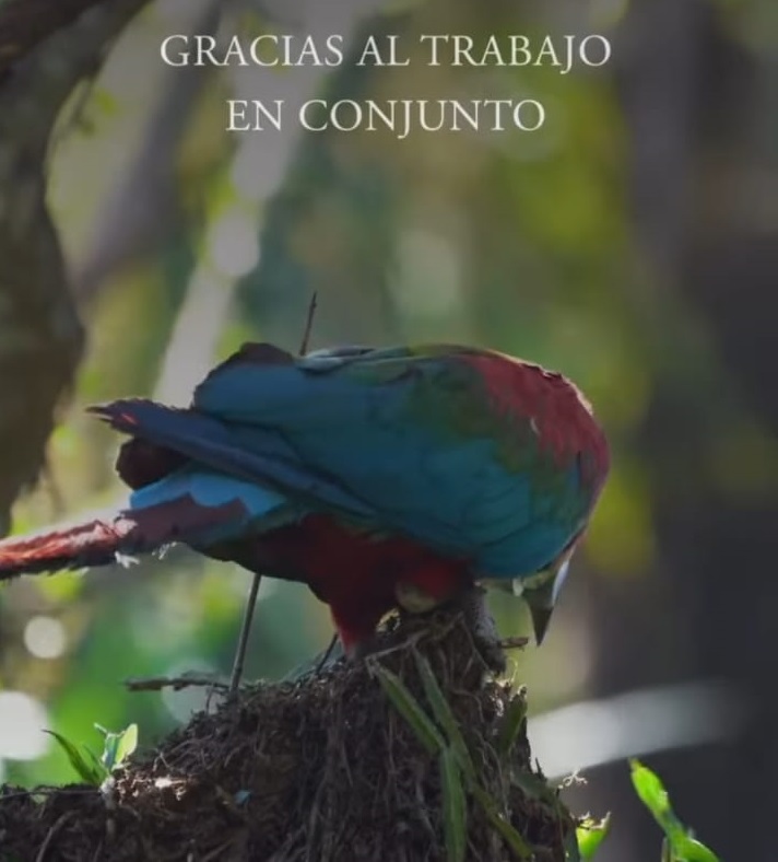 Corrientes | En los trabajos de restauración de fauna, liberaron a cinco guacamayos rojos en el Parque Iberá 5 guacamayos 1 - 4