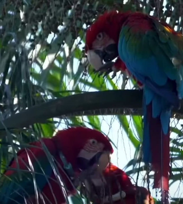 Corrientes | En los trabajos de restauración de fauna, liberaron a cinco guacamayos rojos en el Parque Iberá 3 guacamayos 3 - 2