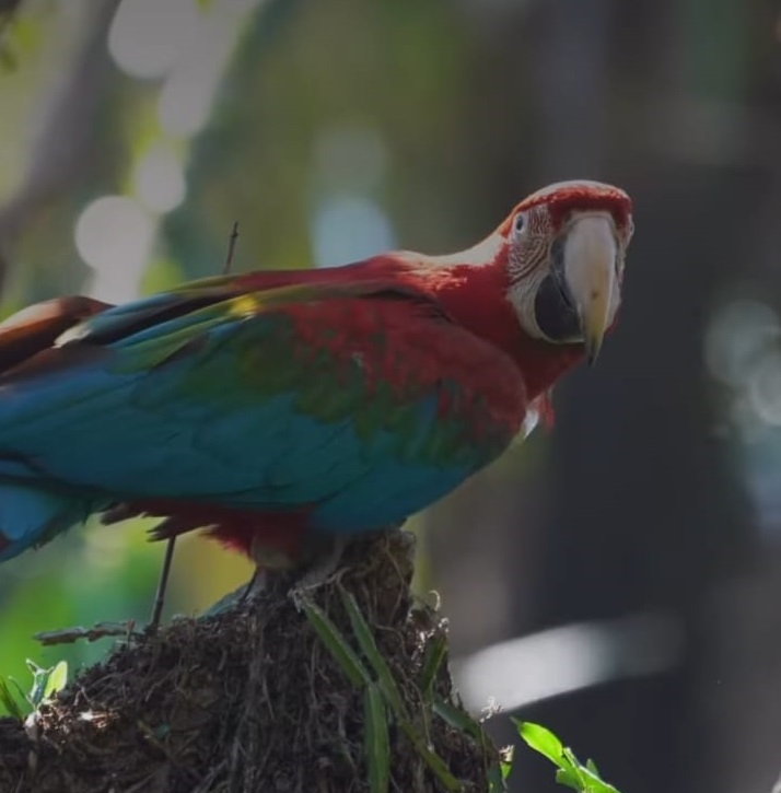 Corrientes | En los trabajos de restauración de fauna, liberaron a cinco guacamayos rojos en el Parque Iberá 7 guacamayos 4 - 6