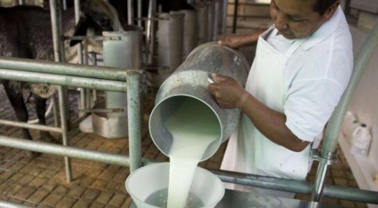 Producción | “Es preocupante la situación climática y eso afecta a las chacras misioneras”, sostienen desde la CAUL 3 leche - 2