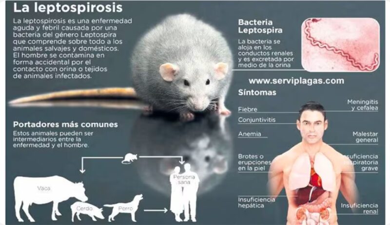 Eldorado | Alerta y preocupación por casos de Leptospirosis 3 leptospirosis - 2