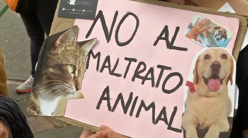 Murió un caballo tras desplomarse en plena avenida de Posadas 4 Un caballo murió en plena vía pública y buscan determinar si hubo maltrato