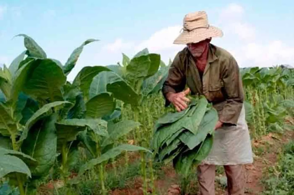 Empresas adeudan 1,5 millones de kilos a tabacaleros 