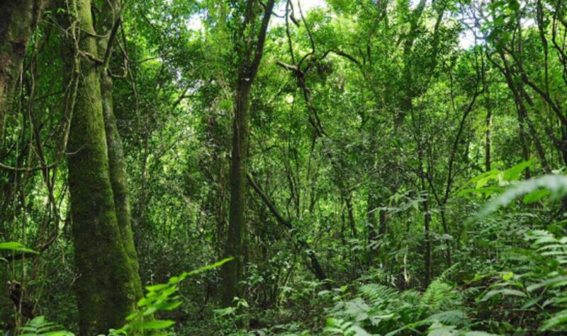 El Parque Provincial Salto Encantado realizará el 8 de marzo una jornada especial por el Día de la Mujer con trekking consciente, meditación guiada y actividades de bienestar en plena selva misionera.