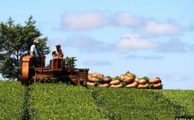 Té | “Muchos productores están vendiendo sus chacras para sobrevivir”, alertó el productor Fabián Labán te 1 - 1