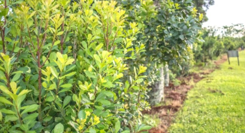 Yerba Mate | La AFIP eliminó las trabas en la comercialización y producción de la hoja verde “Se venden chacras para irse al pueblo”: la crisis yerbatera acelera la migración del campo y derrumba el valor de la tierra en Misiones.