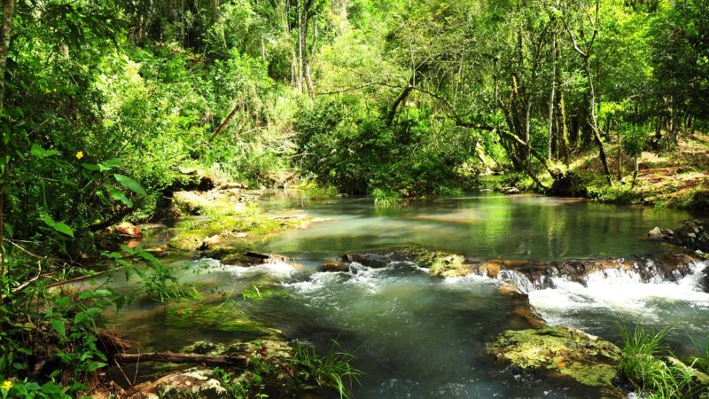 Misiones en la COP30: la selva misionera quiere entrar al mapa mundial del clima 6 La provincia se plantó en la COP30 como pulmón verde del Bosque Atlántico y reclamó que el mapa climático mundial deje de mirar solo a la Amazonia y reconozca su aporte a la estabilidad del clima.