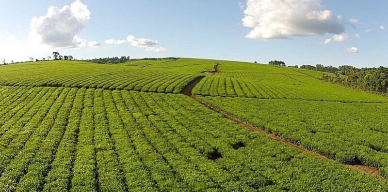 Crisis en el Agro de Misiones | “Lo que quiere la provincia es tener a todos arrodillados, dependiendo de la voluntad del funcionario de turno” Agro en Misiones
