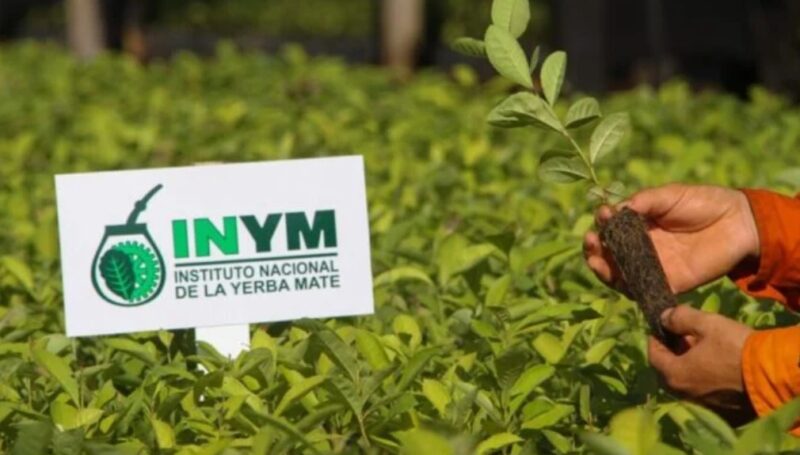 Productores yerbateros solicitaron una mesa de diálogo para evitar un caso similar al del glifosato yerbateros