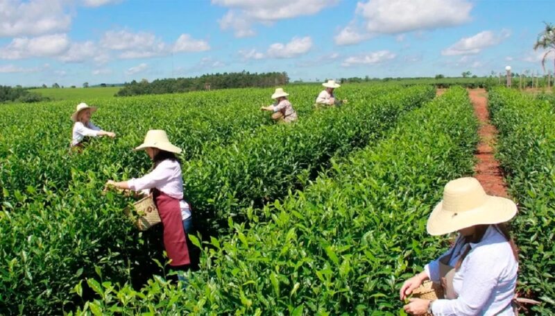 Comercio de Té | “Confiamos en que la cosecha se va a poder realizar normalmente” Té
