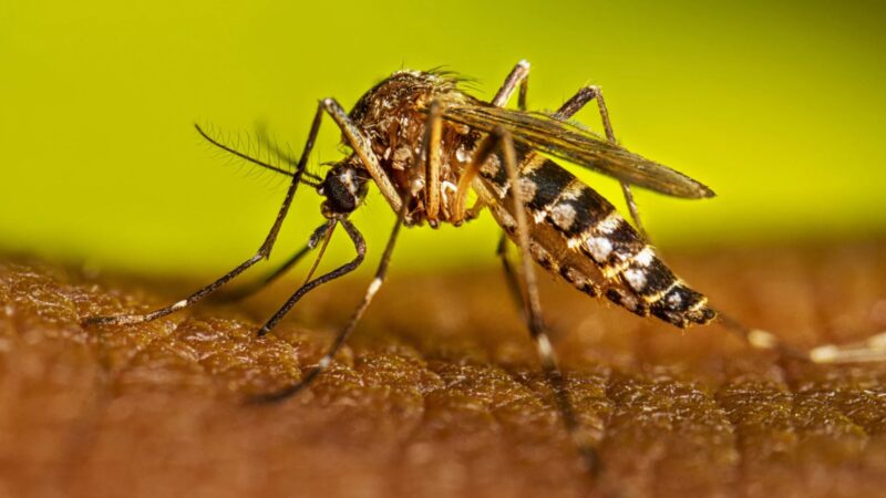 Dengue | “Hace falta 10 veces más insecticida para matar a los mosquitos” sostuvo especialista dengue