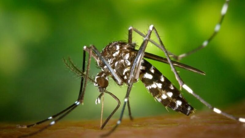 Dengue en Argentina | Refuerzan la vigilancia y diagnóstico ante el avance del serotipo DENV-3 3 dengue 1 - 2
