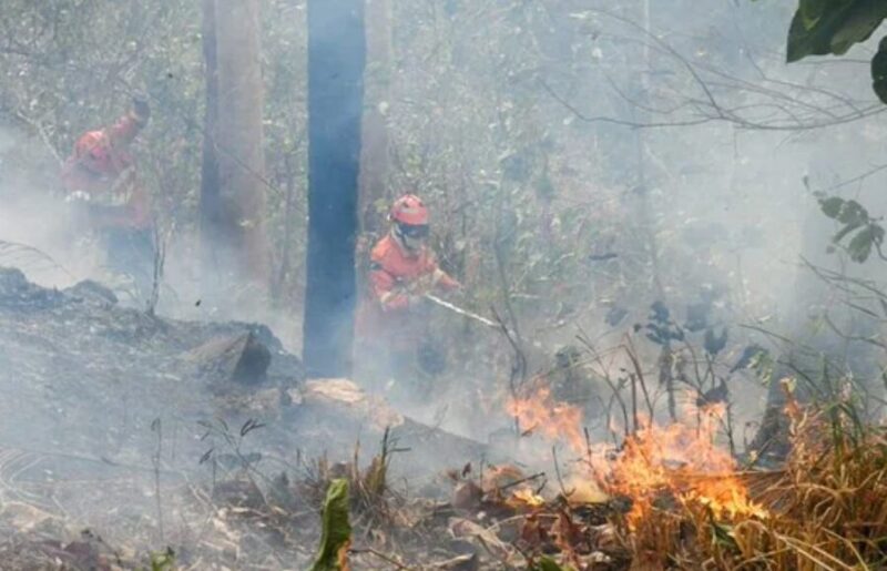 Brasil | El Supremo Tribunal autoriza presupuesto extra para combatir incendios forestales 4 incendios 4 - 3