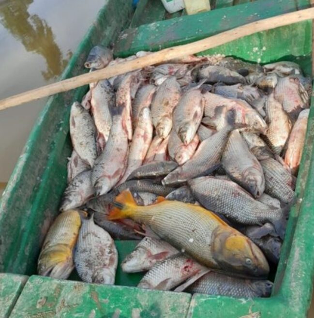 Corrientes | Sorprendieron a depredadores con más de 800 pescados en una zona de reserva 3 pescado2 - 2