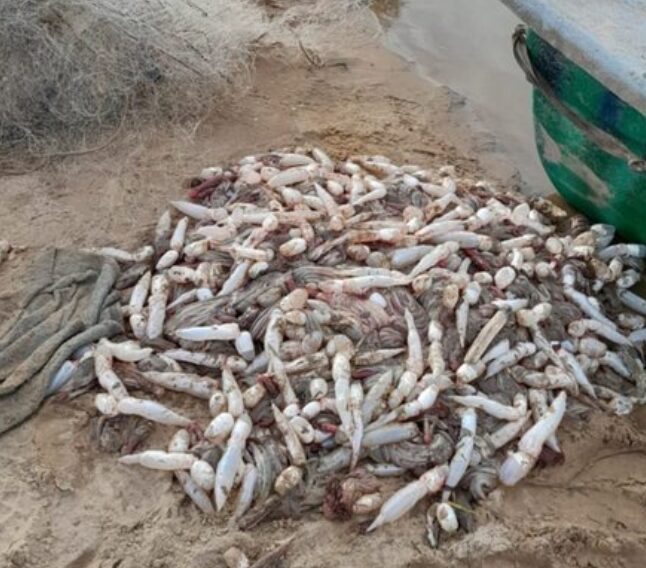 Corrientes | Sorprendieron a depredadores con más de 800 pescados en una zona de reserva 5 pescado3 - 4