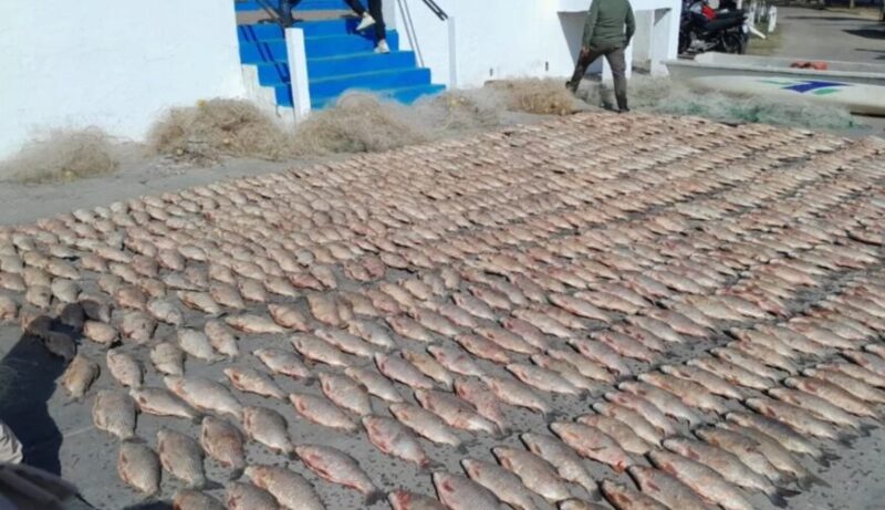 Corrientes | Sorprendieron a depredadores con más de 800 pescados en una zona de reserva 7 pescado4 - 6