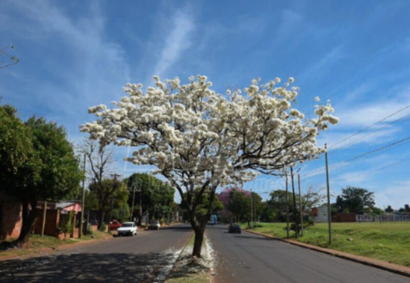 El tiempo en Misiones | Fin de semana con clima ideal en la provincia tiempo 1 2 - 11