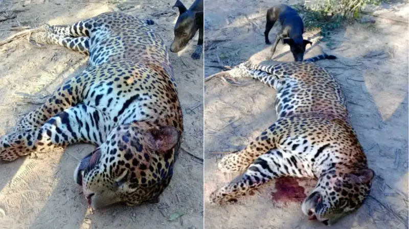 Argentina actualiza lista de especies en riesgo, el yaguareté, el aguará guazú y el carayá rojo en estado crítico 9 yaguarete en formosa argentina 20240731 1846231 - 8