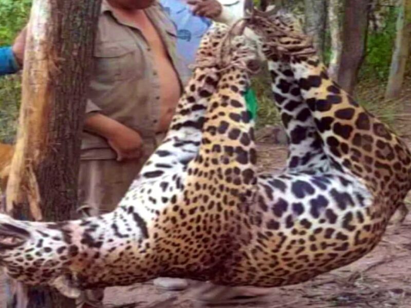 Argentina actualiza lista de especies en riesgo, el yaguareté, el aguará guazú y el carayá rojo en estado crítico 11 yaguarete en formosa argentina 20240731 1846234 - 10