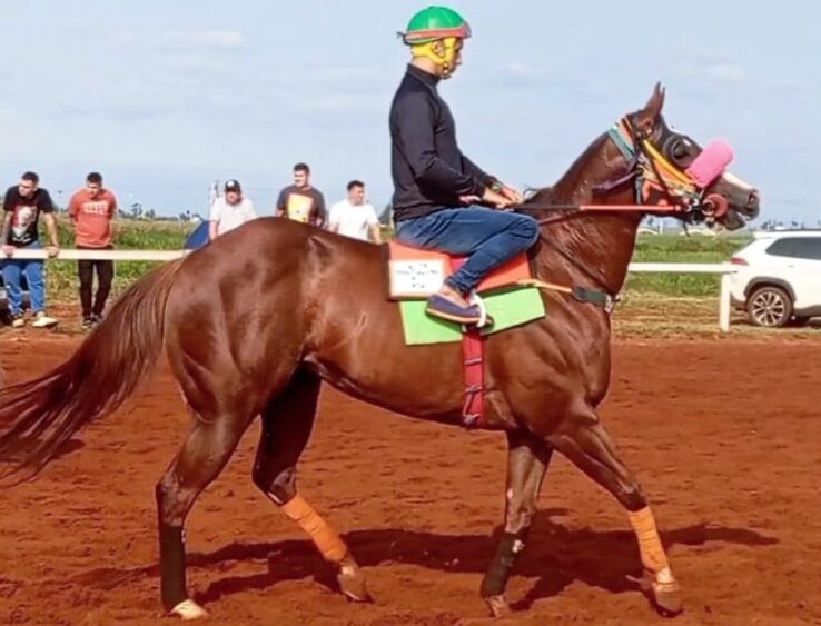 Fuerte acusación sobre las apuestas ilegales y la muerte de equinos en el Hipódromo 3 Captura de pantalla 2024 10 07 yegua fallecida en el hipodromo de Posadas - 2