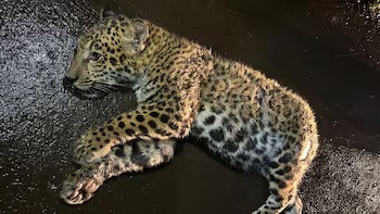 yaguareté