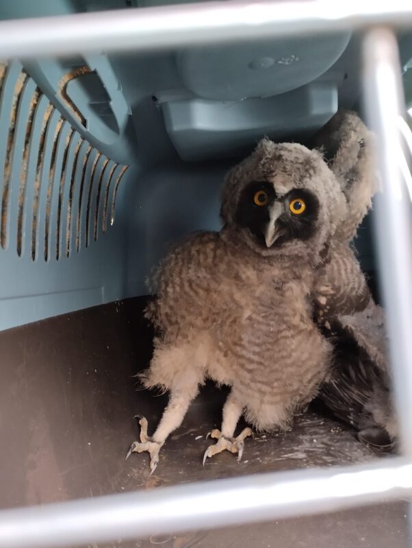 Misiones | Rescataron animales silvestres que se encontraban en peligro en áreas urbanas 11 animales silvestres 2 - 10
