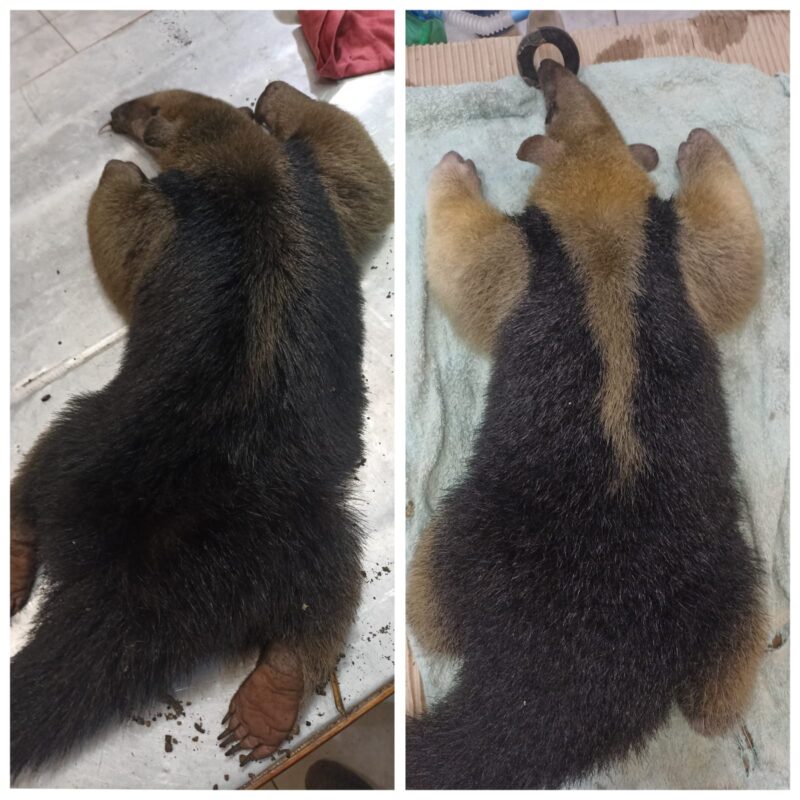 Misiones | Rescataron animales silvestres que se encontraban en peligro en áreas urbanas 3 animales silvestres 4 - 2