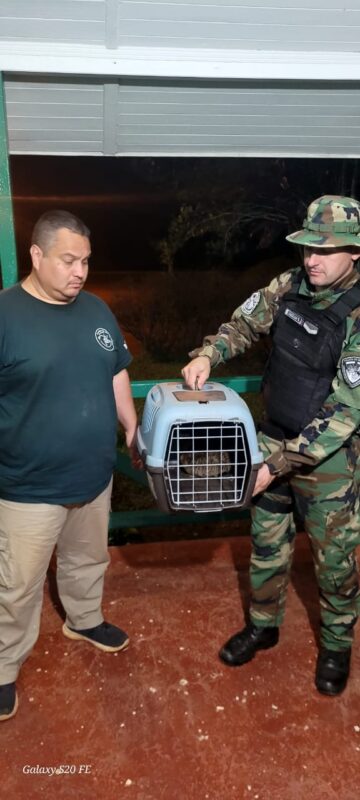 Misiones | Rescataron animales silvestres que se encontraban en peligro en áreas urbanas 5 animales silvestres 5 - 4
